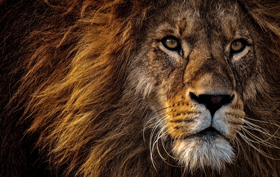 Lev je krásné majestátní zvíře.
